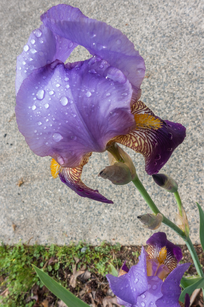 Purple Wet Iris by jbritt