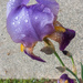 Purple Wet Iris by jbritt
