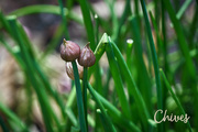 8th May 2017 - Chive Flower Buds
