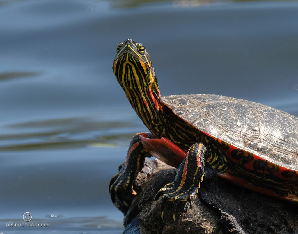 Painted Turtle by tosee