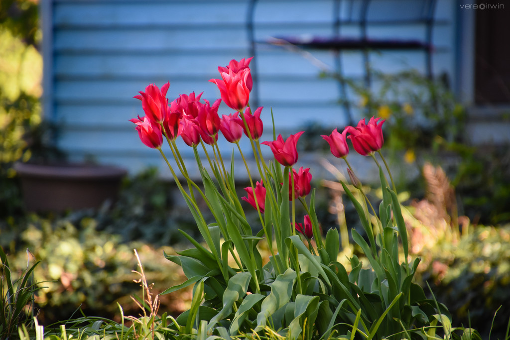 Tulips by vera365