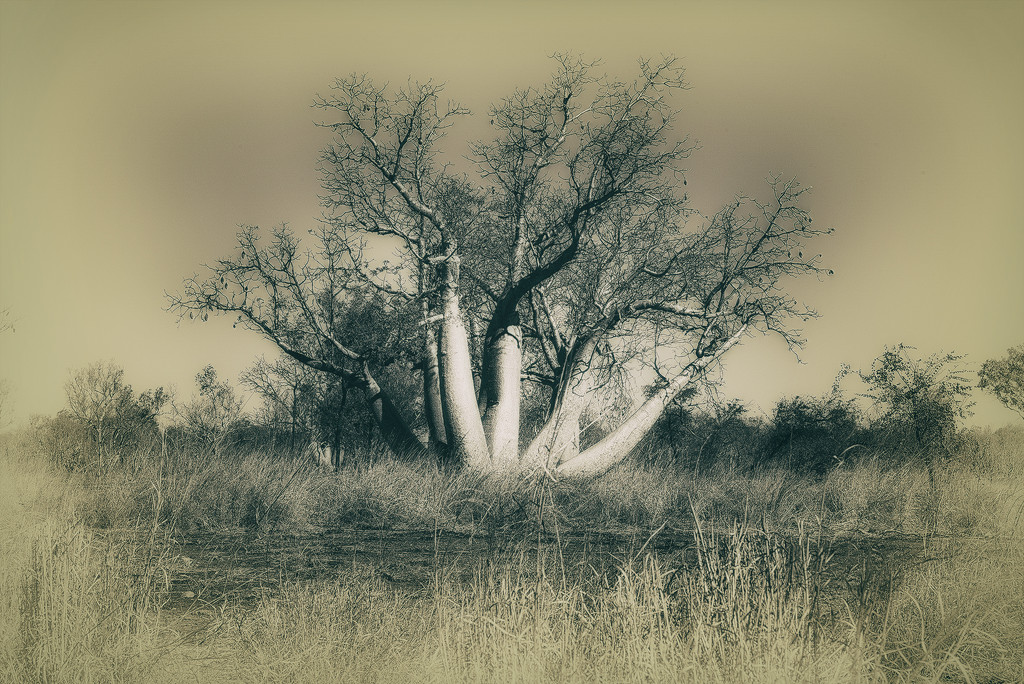 baobab tree by jerome