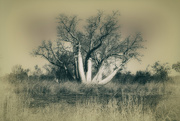 8th May 2017 - baobab tree