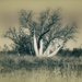 baobab tree by jerome