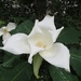 Deciduous magnolia by margonaut