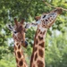 How does a Giraffe pick its nose? by shepherdmanswife