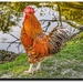 Little Red Rooster by stuart46
