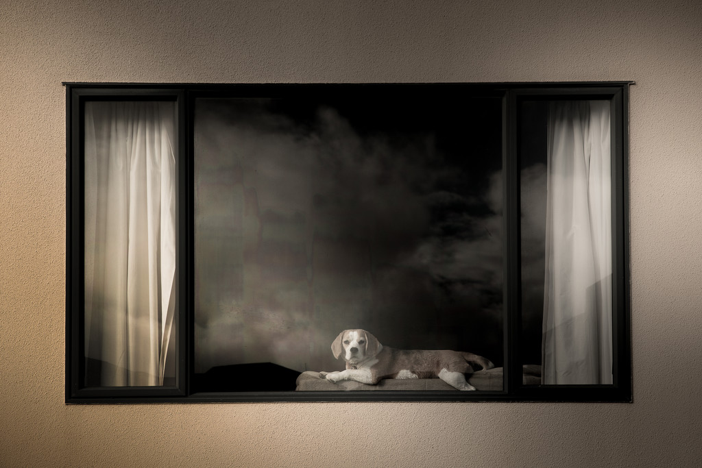 The Doggy in the Window by helenw2