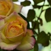 Roses, Leaves and Bokeh...._DSC0088 by merrelyn