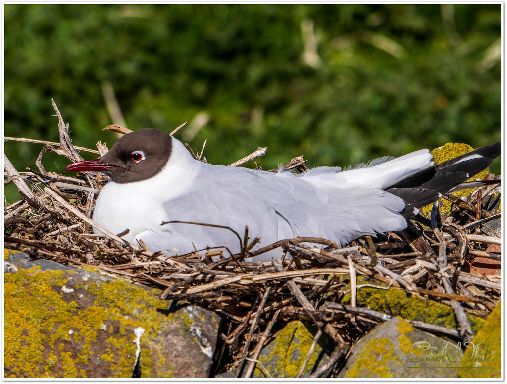 Nesting Arctic Tern by carolmw