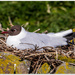 Nesting Arctic Tern by carolmw