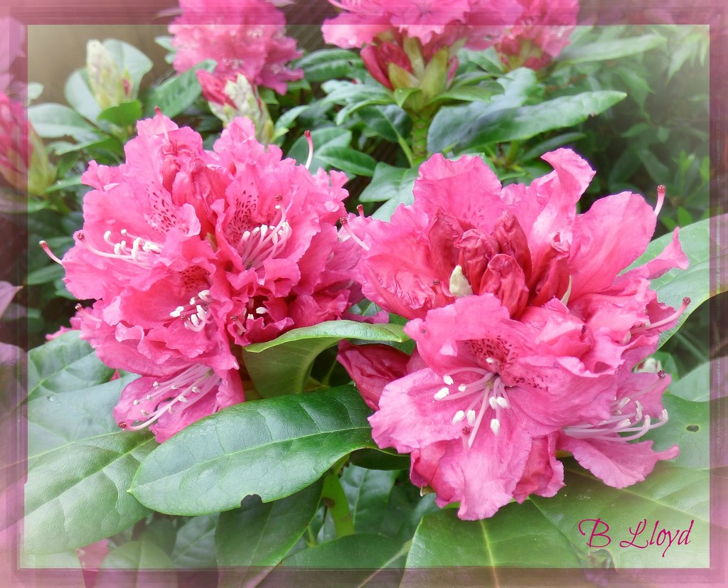 Pink Rhododendron  by beryl