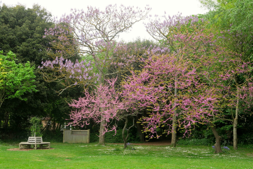 More Blossom by davemockford