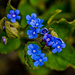 Forget-me-nots by elisasaeter