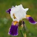 Iris, Brizambourg by s4sayer