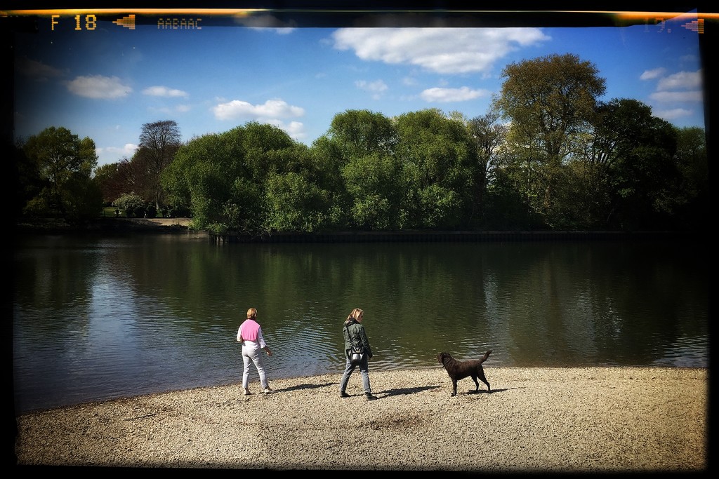 Day 109, Year 5 - Poodle Paddle At Petersham  by stevecameras