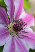 9th May 2017 - Clematis