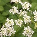 Cow Parsley by cataylor41