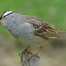 White-crowned Sparrow by annepann