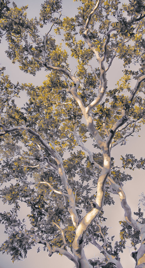 eucalyptus by jerome