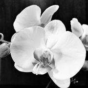 9th May 2017 - Orchids 