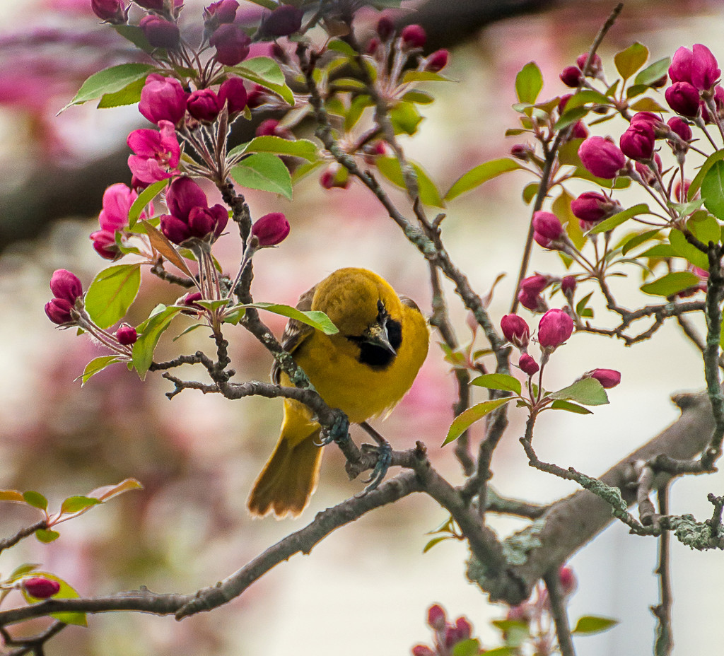 Colorful bird and colorful flowers by joansmor
