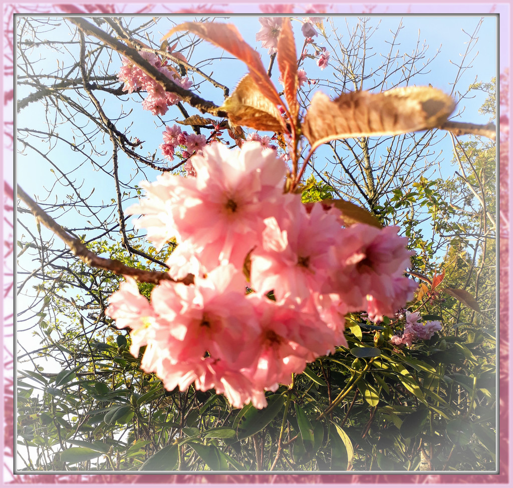 cherry blossom  by sarah19