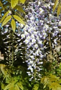 5th May 2017 - Wisteria