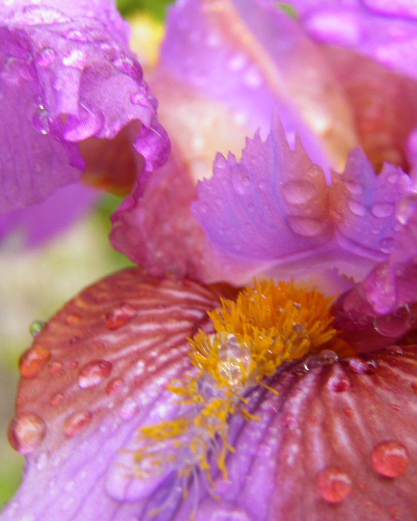 Droplets on the iris by daisymiller