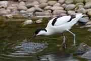 9th May 2017 - HOUSE PROUD AVOCET 