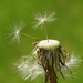 Dandelion fluff by caitnessa