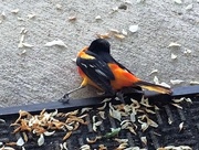 9th May 2017 - 0509baltimoreoriole