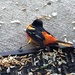 0509baltimoreoriole by diane5812