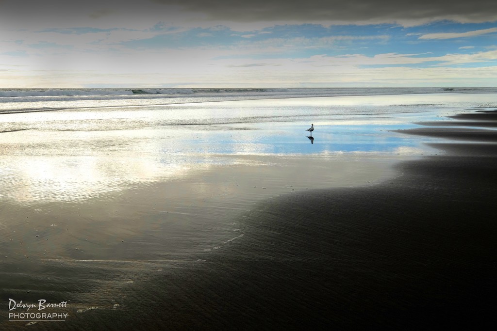 The lone seagull by dkbarnett