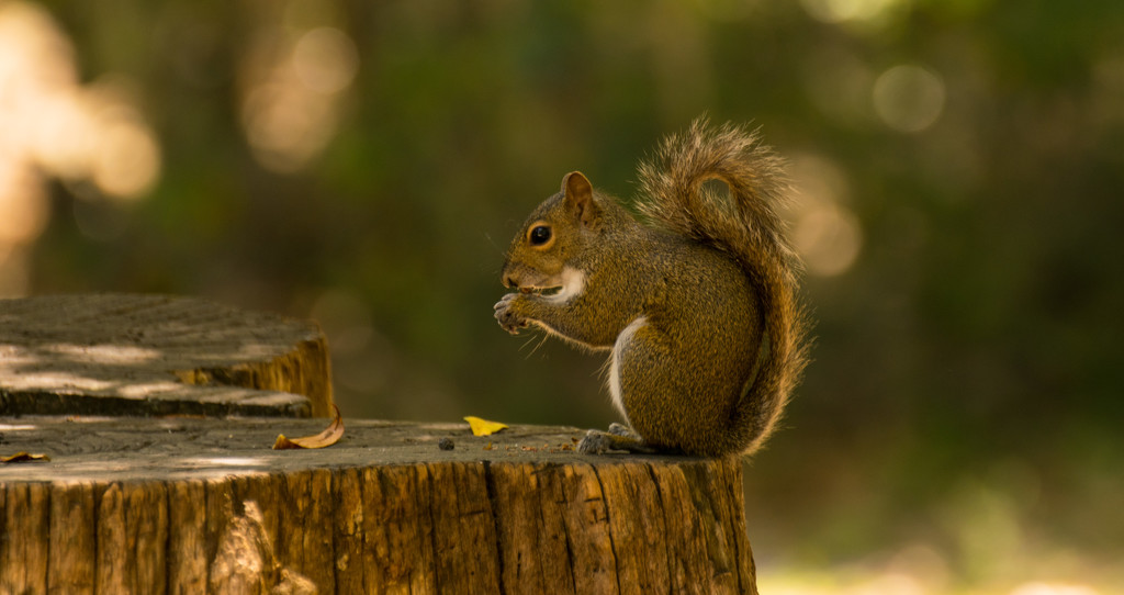 Squirrel Having Breakfast! by rickster549