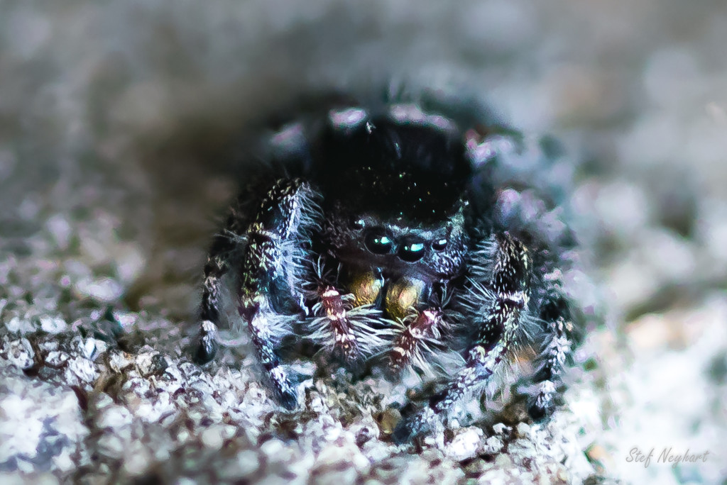 Baby Jumping Spider by Stef Neyhart · 365 Project