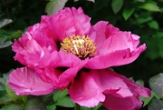 10th May 2017 - a tree peony in pink