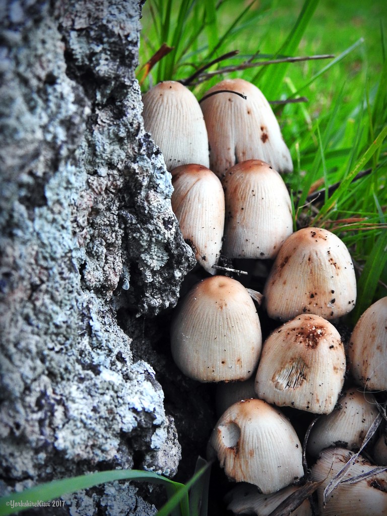 Tree Fungi by yorkshirekiwi