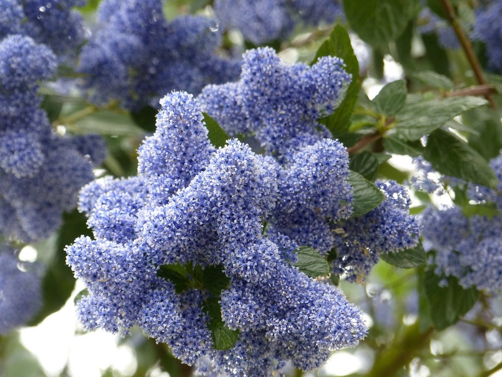 Ceanothus or Californian Lilac by foxes37