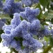 Ceanothus or Californian Lilac by foxes37