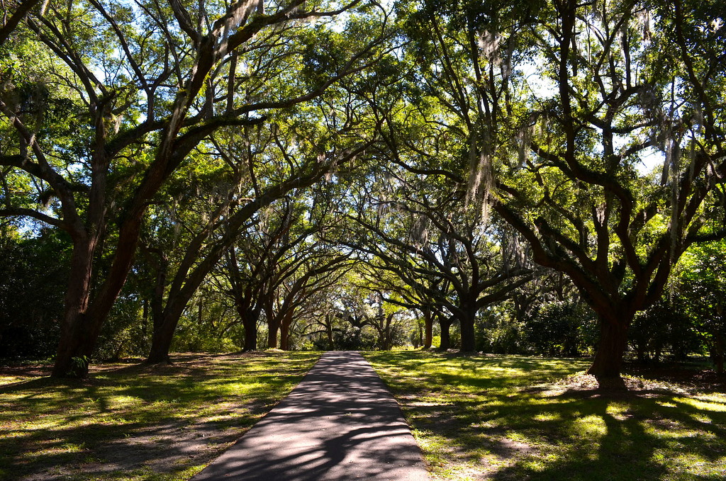 Live oak alley, Charleston, SC by congaree
