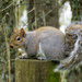 Sassy Squirrel by seattlite