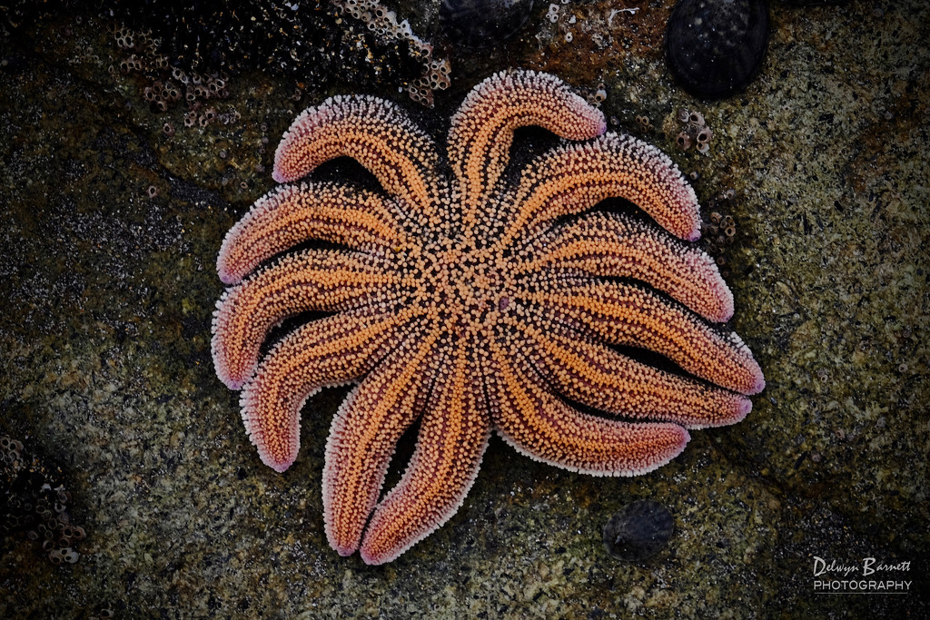 Starfish by dkbarnett