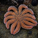 Starfish by dkbarnett