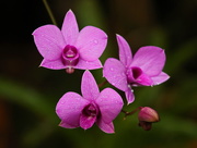10th May 2017 - Cooktown Orchid