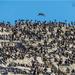 How About Counting Guillemots Instead Of Sheep? by carolmw