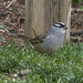 White Crowned Sparrow #1 by gardencat