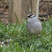 White Crowned Sparrow #2 by gardencat