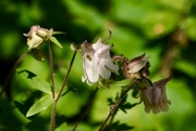 10th May 2017 - Aquilegia time