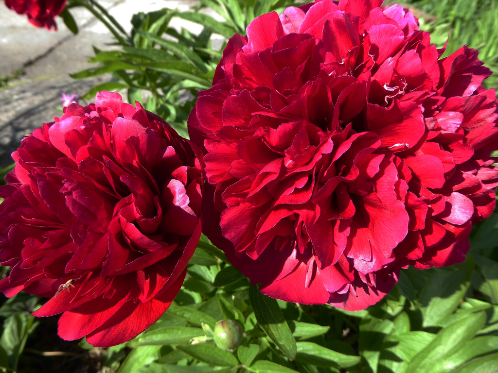 Peonies by cmp